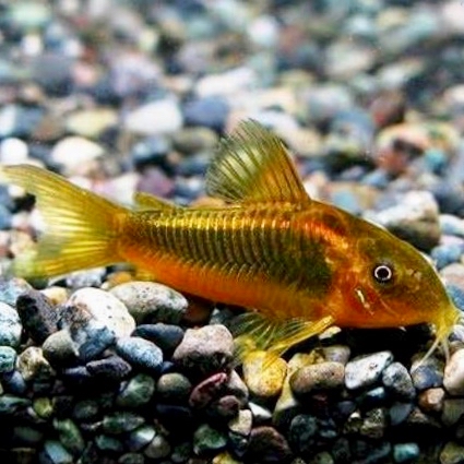 Corydoras gold stripe M